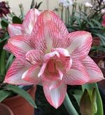Imported Amaryllis Lily Pink & White Color Flower Bulbs For Gardening Pack Of 2