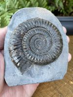 Dactylioceras Ammonite Fossil, Yorkshire Coast, A431