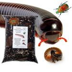 🌿 Premium Millipede, Beetle & Woodlice Substrate | Natural Isopod Blend Mix 🪱