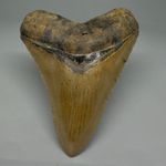 4.00" Megalodon Tooth – North Carolina Fossil | Carcharocles megalodon Shark 