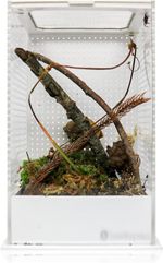 Swell Reptiles Mantis Display Box Mantis, Tarantula and Stick Insect Enclosure