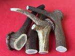 One Piece of Natural Deer Antlers Size HUGE.  BUY THREE GET ONE FREE !