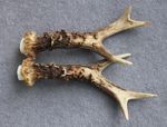 PAIR OF ROE DEER ANTLERS (SET, HORNS, CABIN, KNIFE, CARVING, HUNTING, TAXIDERMY)