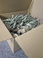 Lichen Sticks for Isopods & Terrariums | Bioactive Enrichment Branches 10 Mixed
