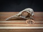 Life Size Emperor Penguin Skull Replica – Realistic 3D Printed Bone Model