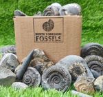 Children's Fossil Box