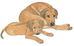 Rhodesian Ridgeback Magnet Wooden