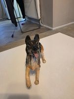 ROYAL DOULTON GERMAN SHEPHERD DOG FIGURINE