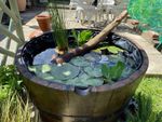 Extra Large Oak Whiskey Half Barrel - Water Garden Pond WATERTIGHT  73cm x 45cm