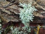 Natural Lichen twigs for Insects /Snails Unsprayed UK Grown. Insecticide Free