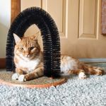 Cat Arch Self Grooming Brush Pet Scratcher Massager with Sisal Scratching Board