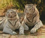 White Tigers 3 Counted Cross Stitch Kit 16" x 13.5" 14 Count