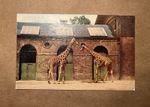 At the Zoo Series I Oilette Postcard Raphael Tuck & Sons 3645 England