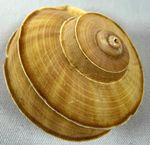 Tropidophora cuvieriana 47.1mm Cuvier tropid  Madagascar Rare shell land READ