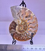 FOSSIL CLEONICERAS SLICE.  SUPERB EXAMPLE with free metal tripod stand.