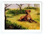 New Rhodesian Ridgeback Sitting Notecard Set 6 Blank Note Cards By Ruth Maystead