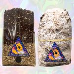 Easy All-In-One Mushroom Grow Kit 1kg  - Rye Grain + CVG + Inject Port