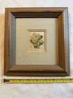 Kensitas Silk Flowers Cigarette Card, Primrose, No 46, Framed For Display