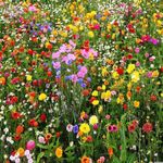 2000 Wildflowers - Pure Wild Flower Summer Seeds Mix NO GRASS  Bees & insects
