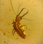 LARVAE in Burmese / Burmite amber fossil / 100% genuine