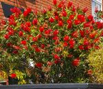 Crimson Bottlebrush Plant (Callistemon Citrinus) - Hardy Red Flowering Shrub