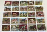Victoria Gallery 1987 Dogs (Wills) Full Set L25 Authorised Reprints Excellent