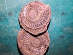 Genuine Jurassic Ammonite Fossil Split Pair – Yorkshire Coast, UK