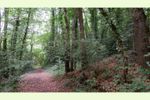 Two Acres of Ancient Woodland in Herefordshire:  (Private Mortgage Available).