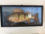 Perch Fish In Antique Case