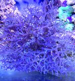 Marine macro algae, Hypnea Pannosa , Blue Hypnea Rare