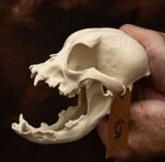 Bulldog Skull Replica Life Size HD 3D Printed Realistic Dog Skull canine anatomy
