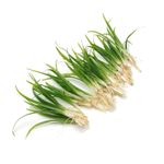 Sagittaria Subulata Grass Live Aquarium Aquatic Plant Tropical Fish Tank K2AQUA