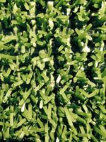 The Original Astroturf Falconry Grade! Hawk and Falcon 90cm x 1m