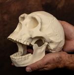 Homo Erectus Skull Replica Life Size Human Ancestor Hominin Evolution Model