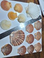 15 Mixed Scallop Shells. Natural Beach Finds,. Creative Shells. Excellent