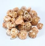 Top Shell Natural Monita Belcheri Craft Seashells 10-15mm 30-40 shells 25g