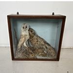 Taxidermy Barn  owls in wooden display box