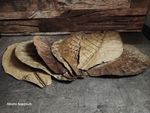 Extra Large Premium Indian Almond Leaves (Catappa) 20cm-35cm Blackwater Aquarium