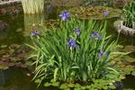 Iris laevigata  - Marginal Pond Plants - MP127
