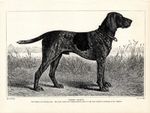 1930s Vintage German Shorthaired Pointer Print German Braque Dog Art 6162g