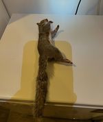 Whole Frozen Grey Squirrels for Taxidermy