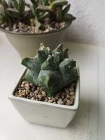 Astrophytum myriostigma cv. Kikko - Collector Plant
