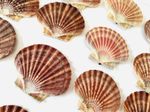 30 Scallop Shells Flat Natural Sea Coastal 10-12cm Craft Decor Beach Wedding