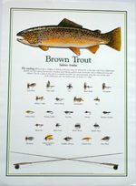 Brown Trout Fly Fishing Print Poster