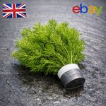 2 - 5 Qty XL BUNCHES Ceratophyllum (Hornwort) -  Oxygenating Pond Water Plants