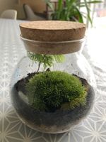 Bun Moss Terrarium With Cork Lid • Closed Live Moss Terrarium • Mossarium