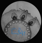 Microscope Photo MAIZE ROOT Magic Lantern Slide C1890 OLD VICTORIAN ANTIQUE