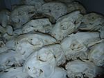 Genuine domestic rabbit skull bone skeleton taxidermy bone real food by-product