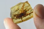 HUGE CRICKET IN MADAGASCAN COPAL AMBER. FANTASTIC DETAIL, 2.5cm LONG!!