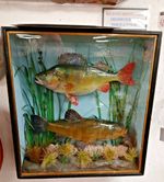 Refurbish Freshwater Perch & Tench Taxidermy In Box Fronted Case